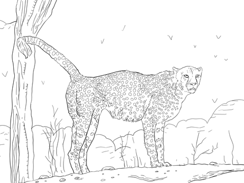 Namibian Cheetah Coloring Page